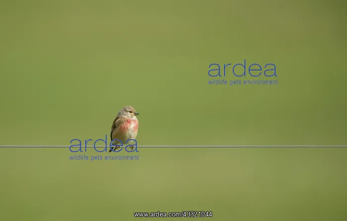: Common Linnet : Common Linnet