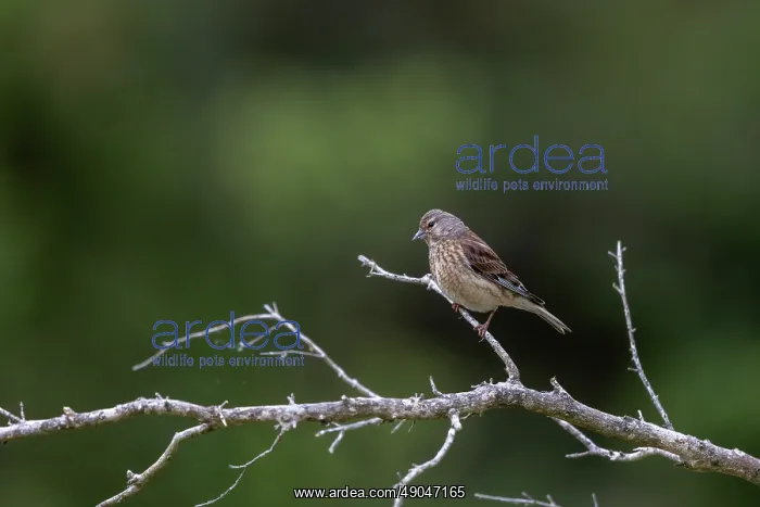 : COMMON LINNET : COMMON LINNET