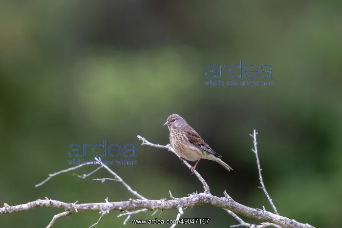 : COMMON LINNET : COMMON LINNET