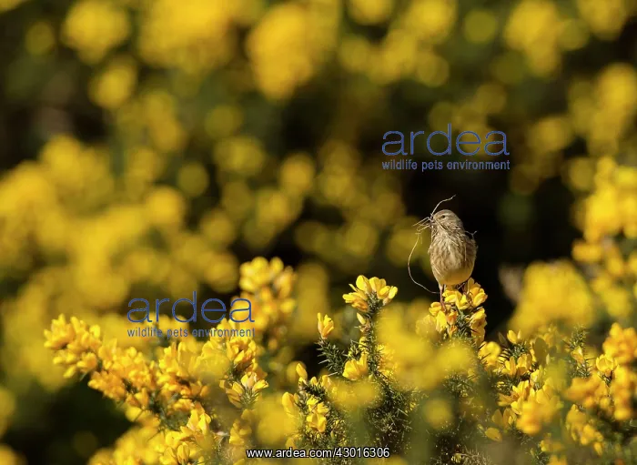 : Common Linnet female with nesting material on gorse : Common Linnet female with nesting material on gorse