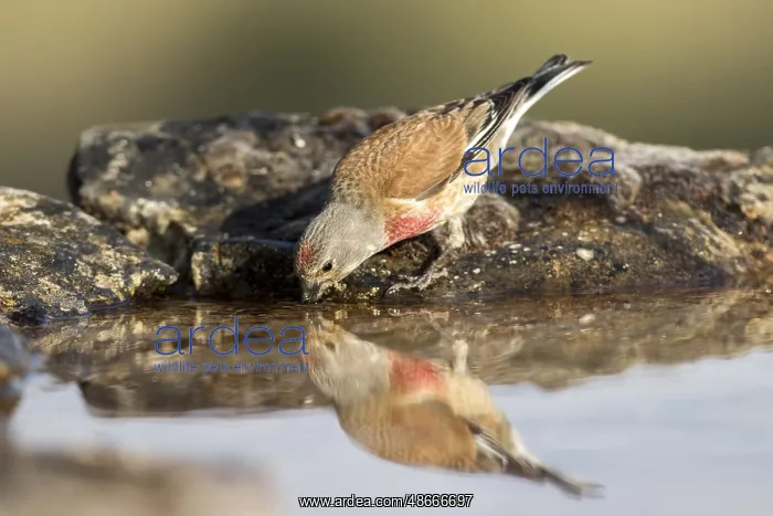 : Common Linnet (Linaria cannabina) male drinking at : Common Linnet (Linaria cannabina) male drinking at