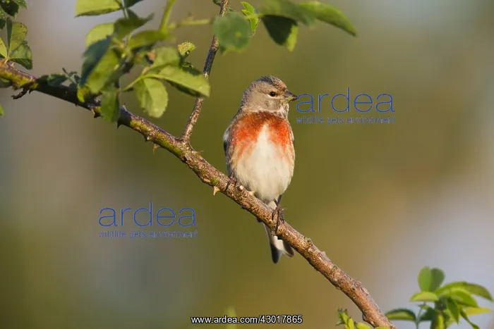 : Common Linnet - male perched on briar, North Hessen, Germany : Common Linnet - male perched on briar, North Hessen, Germany