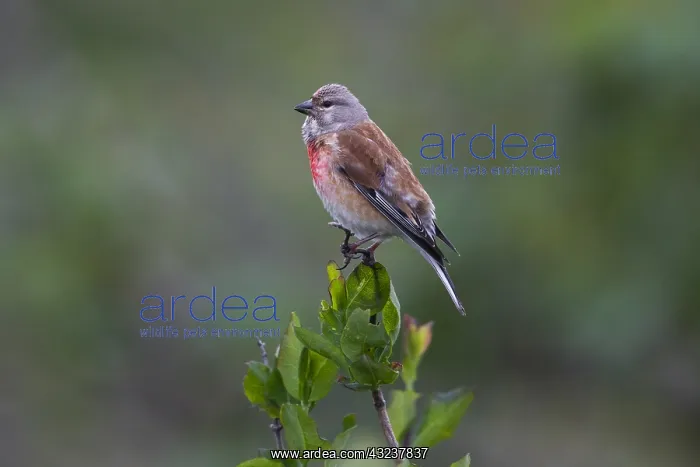 : Common Linnet - male singing, North Hessen, Germany : Common Linnet - male singing, North Hessen, Germany