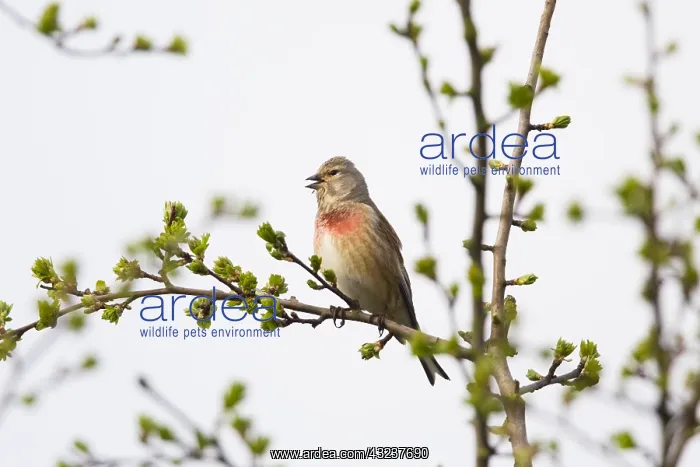 : Common Linnet - singing, North Hessen, Germany : Common Linnet - singing, North Hessen, Germany