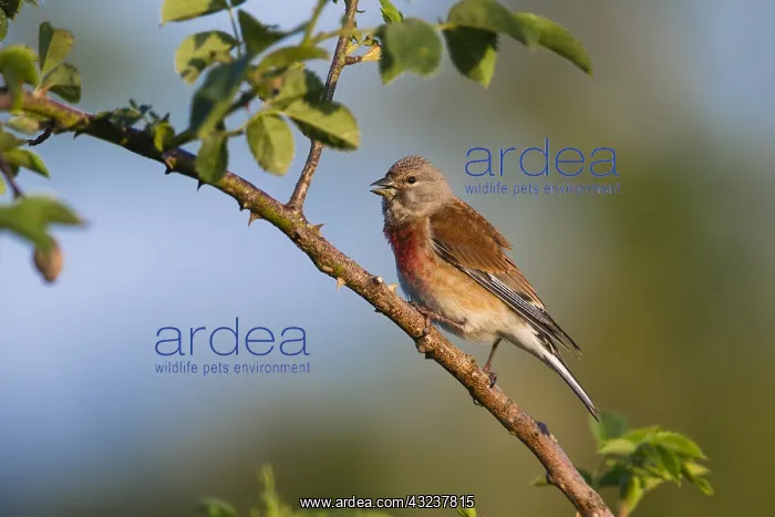 : Common Linnet - singing, perched on briar, North : Common Linnet - singing, perched on briar, North