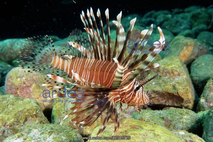 : Common LIONFISH : Common LIONFISH