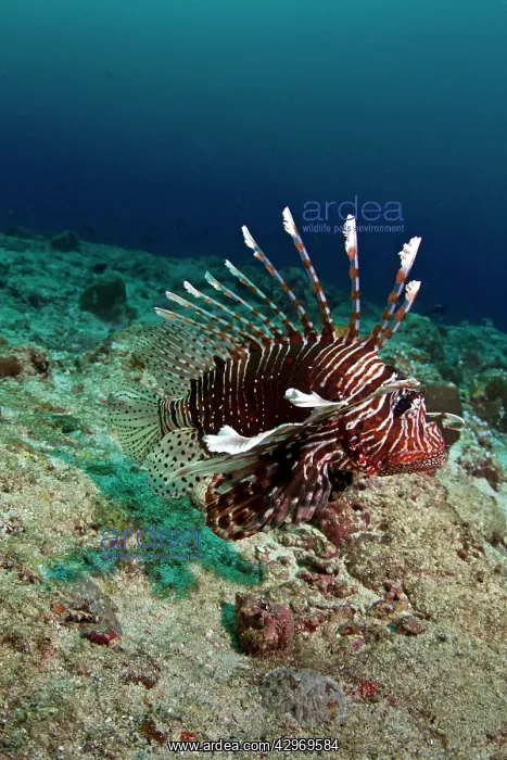  : Common Lionfish