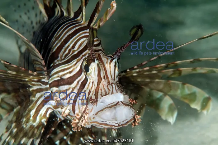  : Common Lionfish