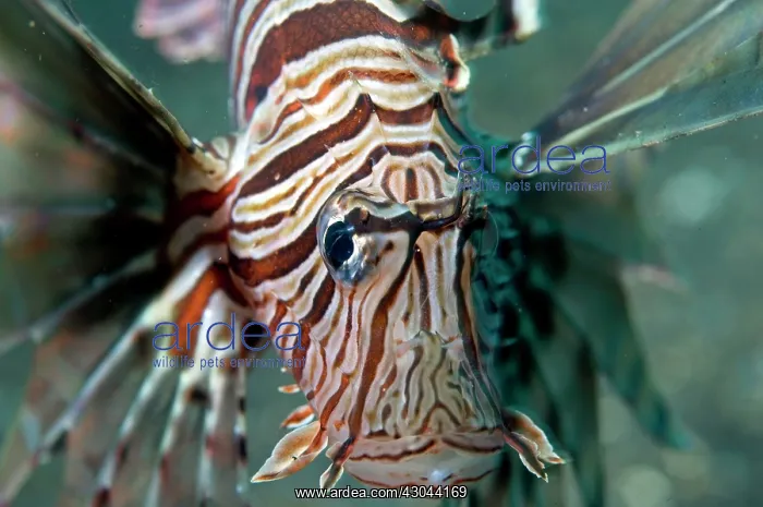  : Common Lionfish