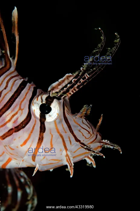 : Common Lionfish : Common Lionfish