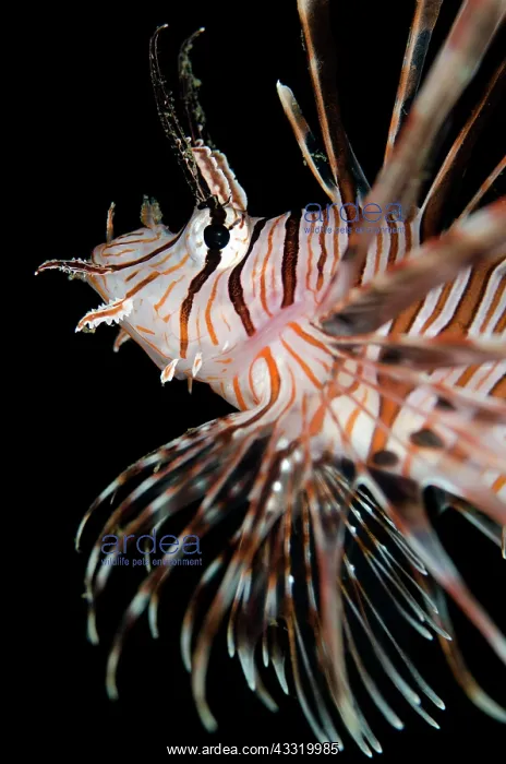 : Common Lionfish : Common Lionfish