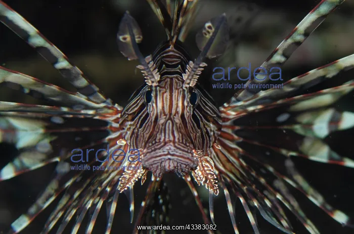 : Common Lionfish : Common Lionfish
