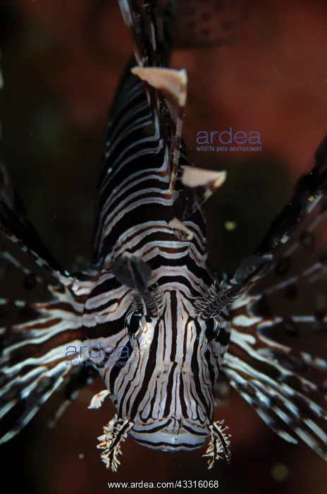 : Common Lionfish - Gemaf dive site, Weda, Halmahera : Common Lionfish - Gemaf dive site, Weda, Halmahera