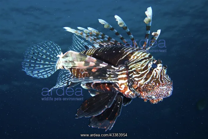 : Common lionfish (Pterois miles). Dive site Gola : Common lionfish (Pterois miles). Dive site Gola