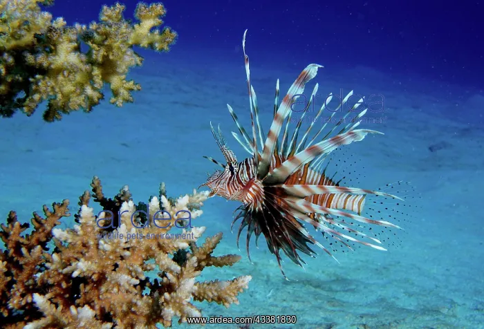 : Common lionfish (Pterois miles), Dive site House : Common lionfish (Pterois miles), Dive site House