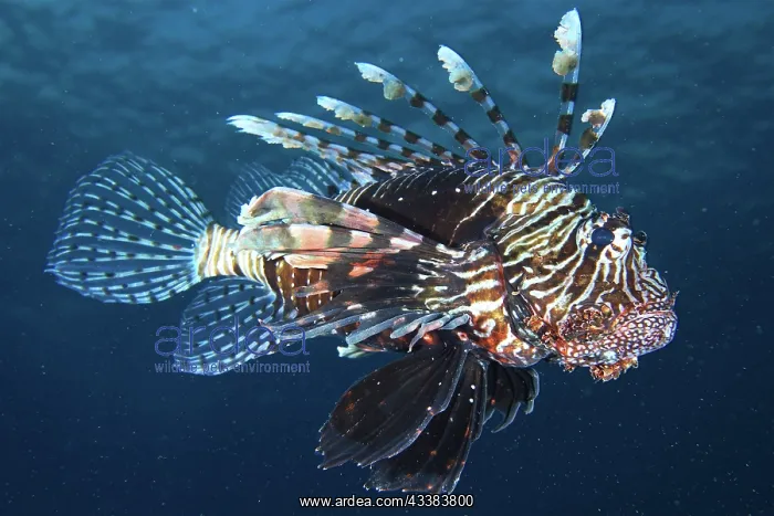 : Common lionfish (Pterois miles) just below the surface : Common lionfish (Pterois miles) just below the surface