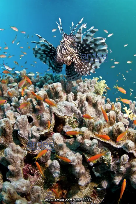  : Common Lionfish - and Scalefin Anthias (Pseudanthias