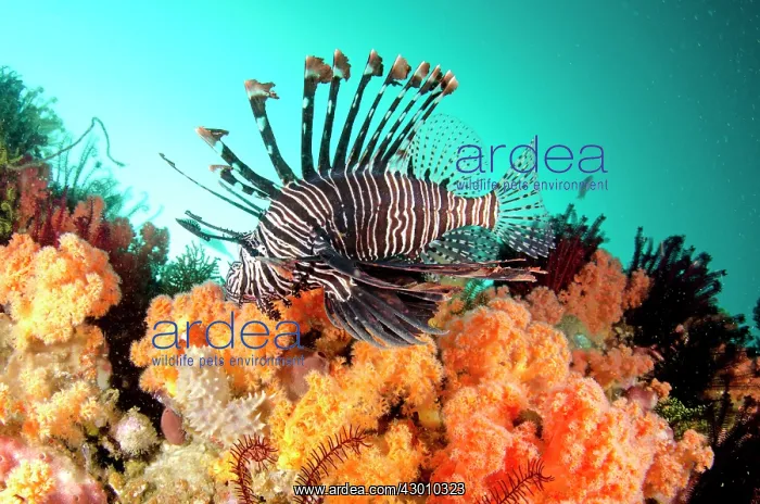  : Common Lionfish with soft corals Yellow Wall of