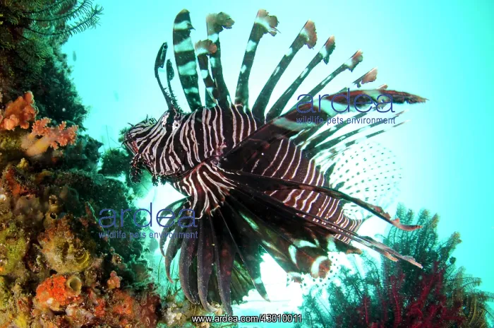 : Common Lionfish against sun Yellow Wall of Texas : Common Lionfish against sun Yellow Wall of Texas