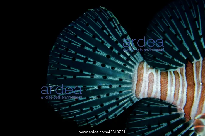 : Common Lionfish - tail : Common Lionfish - tail