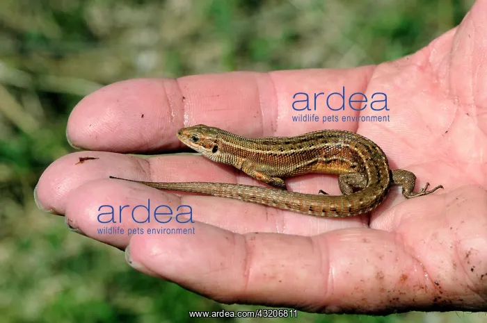 : Common Lizard in one hand : Common Lizard in one hand