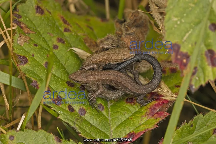 : Common lizard (Lacerta vivipara), two young basking : Common lizard (Lacerta vivipara), two young basking