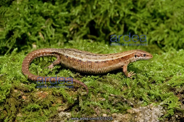 : Common Lizard on moss Dorset England : Common Lizard on moss Dorset England