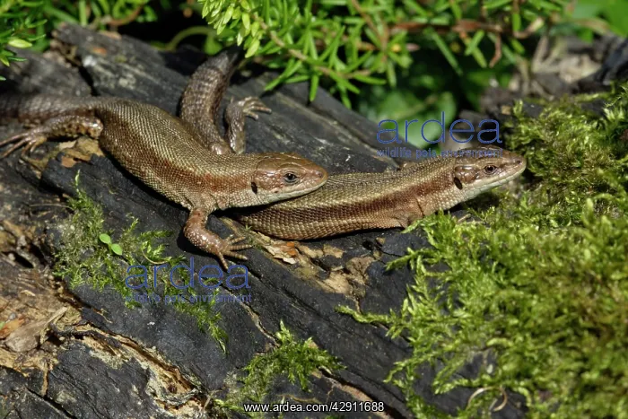 : Common Lizard - pair basking in the sun, in garden : Common Lizard - pair basking in the sun, in garden