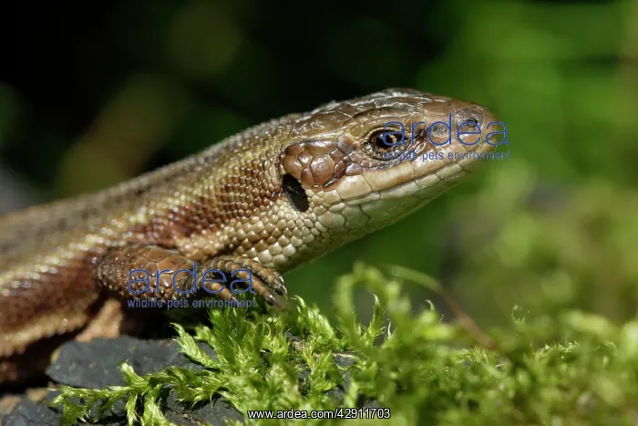 : Common Lizard - portrait of animal, in garden : Common Lizard - portrait of animal, in garden