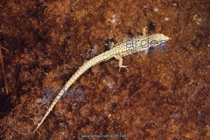 : A common lizard resting on a bog surface : A common lizard resting on a bog surface