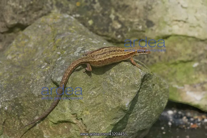 : Common Lizard on rock Dorset England : Common Lizard on rock Dorset England