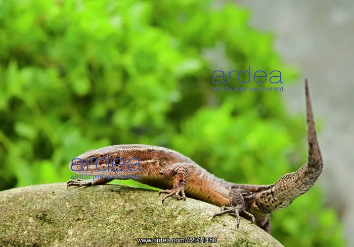: Common Lizard - side view : Common Lizard - side view