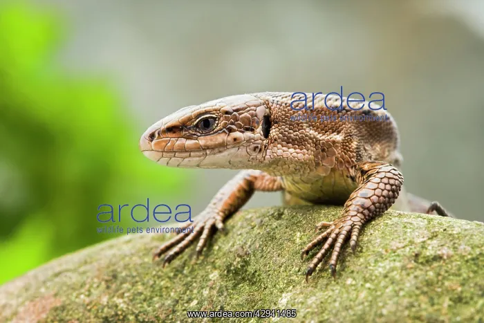 : Common Lizard - front view : Common Lizard - front view