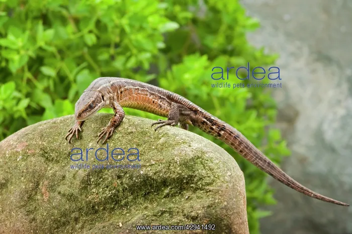 : Common Lizard - side view : Common Lizard - side view