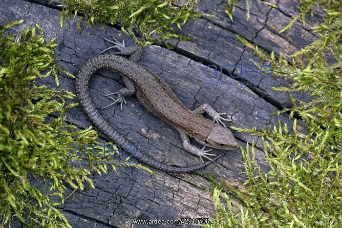 : Common Lizard - young animal, in garden : Common Lizard - young animal, in garden