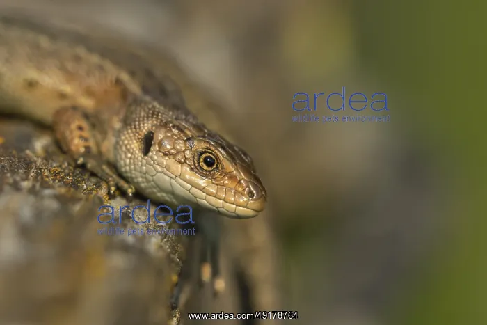 : Common lizard (Zootoca vivipara) adult reptile basking on a wooden sleeper : Common lizard (Zootoca vivipara) adult reptile basking on a wooden sleeper