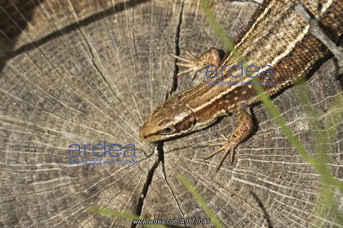  : Common lizard (Zootoca vivipara) adult reptile resting on a tree stump