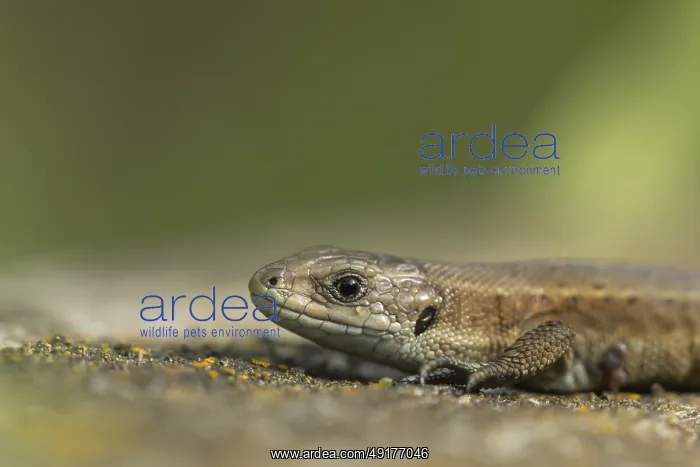 : Common lizard (Zootoca vivipara) adult reptile resting on a wooden sleeper : Common lizard (Zootoca vivipara) adult reptile resting on a wooden sleeper