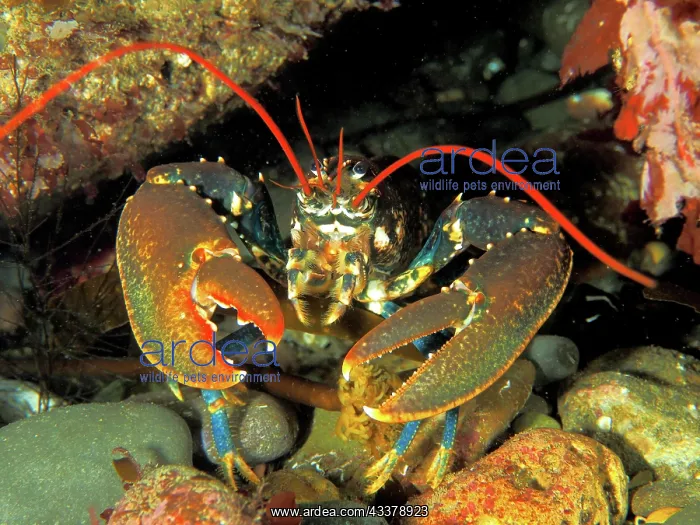 : Common lobster (Homarus gammarus). Dive site Maharees : Common lobster (Homarus gammarus). Dive site Maharees