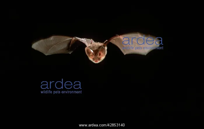 : Common Long-eared / Brown Long-eared / Long-eared Bat : Common Long-eared / Brown Long-eared / Long-eared Bat