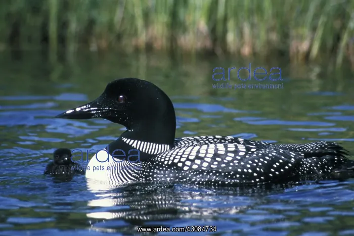 : Common Loon : Common Loon