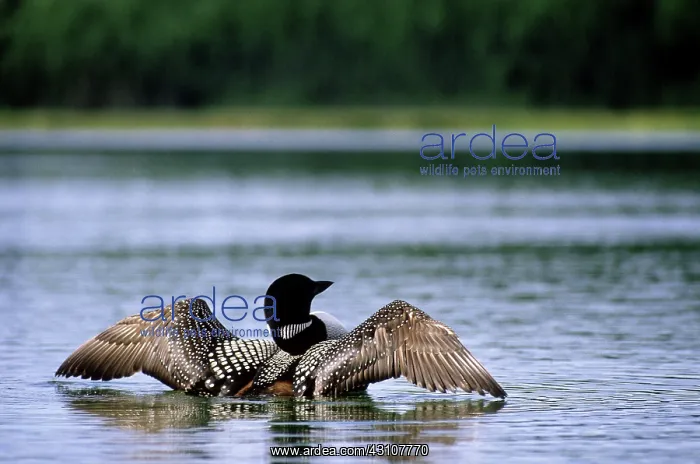 : Common Loon : Common Loon