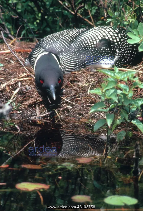 : Common Loon : Common Loon