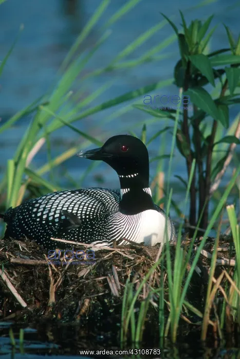 : Common Loon : Common Loon