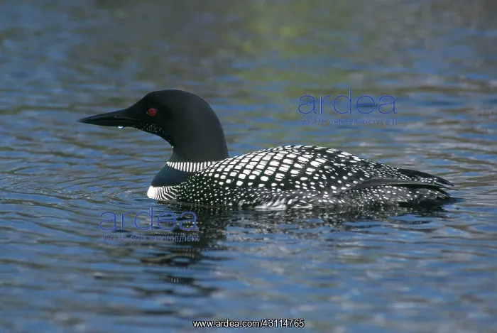 : Common Loon : Common Loon