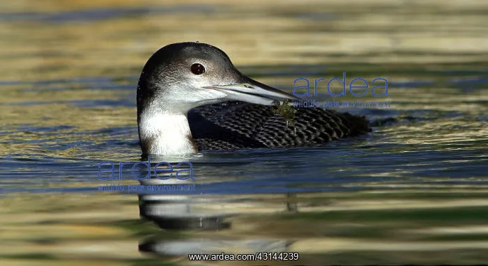 : Common Loon : Common Loon