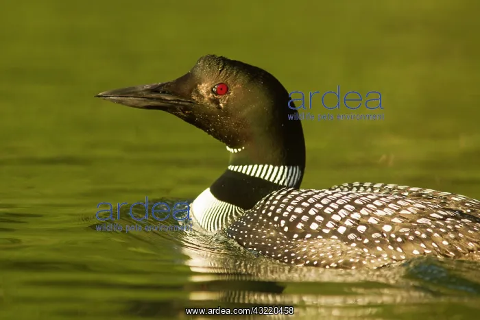 : Common Loon on Beaver Lake in the Stillwater : Common Loon on Beaver Lake in the Stillwater