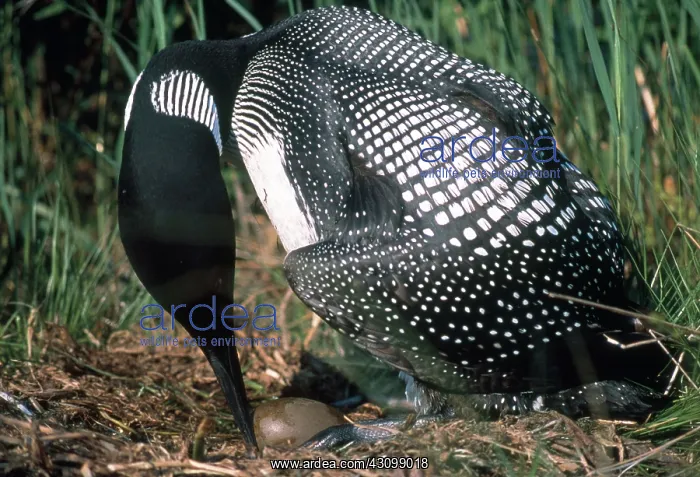 : Common Loon with Eggs : Common Loon with Eggs