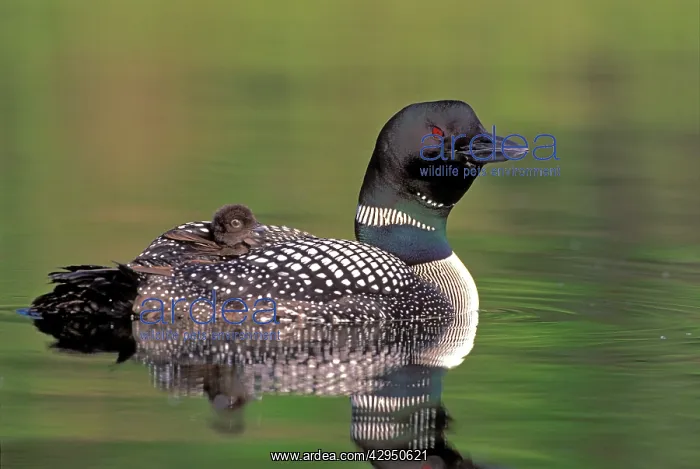 : Common Loon female with chick on back swimming on lake : Common Loon female with chick on back swimming on lake