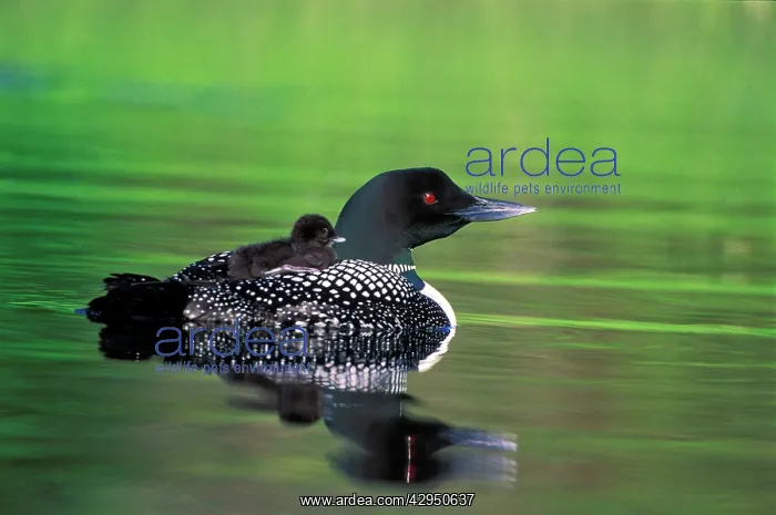 : Common Loon female with chick on back swimming in lake : Common Loon female with chick on back swimming in lake